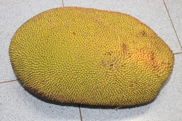 jackfruit is not durian