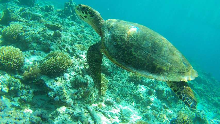 Turtle visible while snorkeling