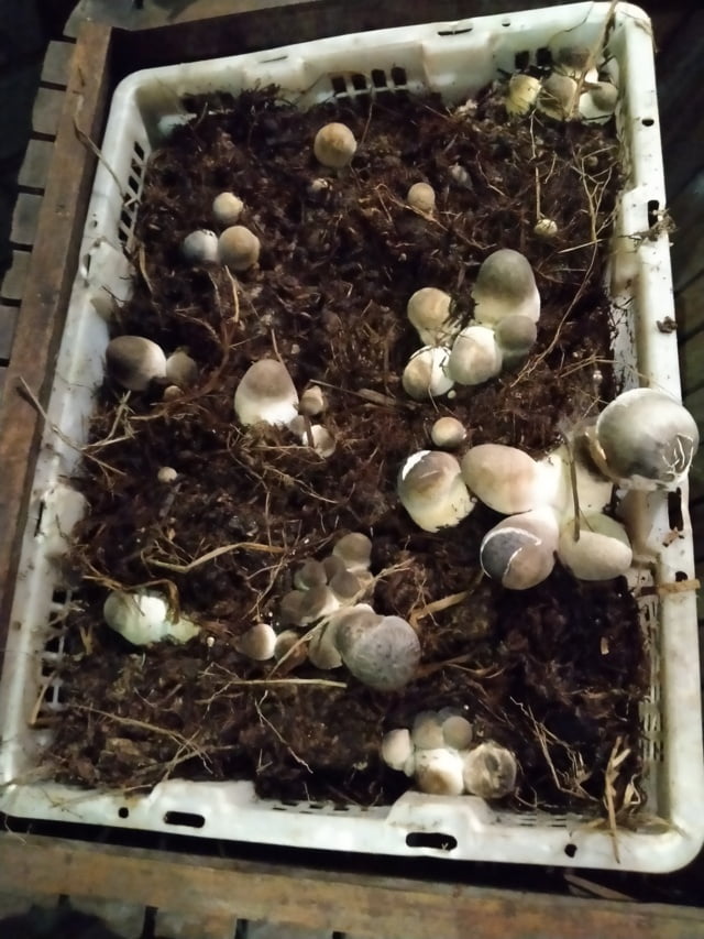 growing mushrooms at jejmauran