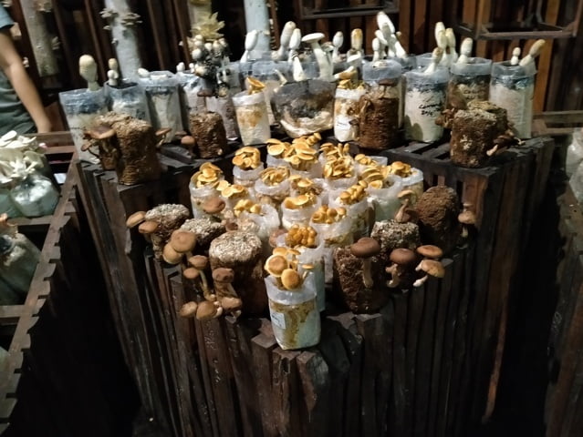 mushroom exhibition at jejmauran