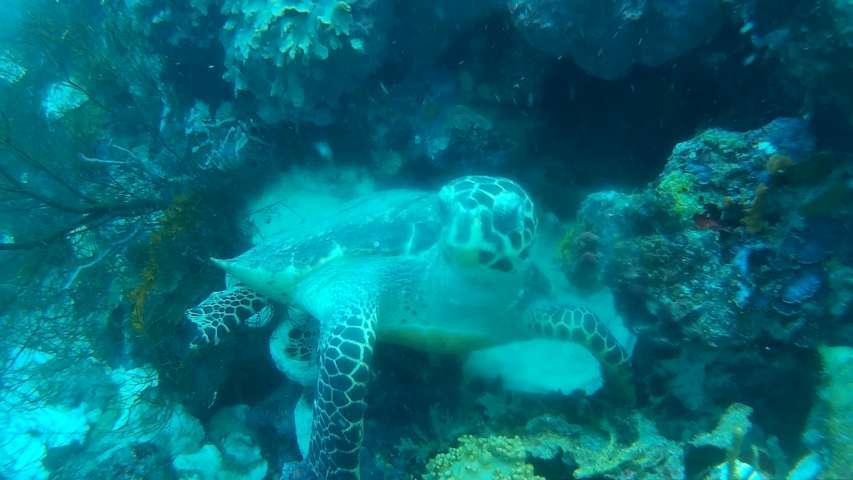 Turtle at menjangan island
