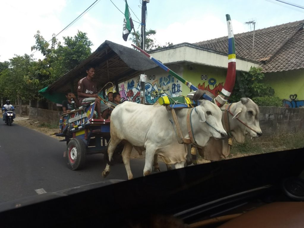 Cow based transportation in Yogyakarta