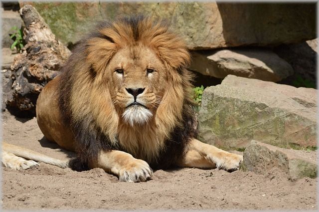 Artis Zoo in Amsterdam